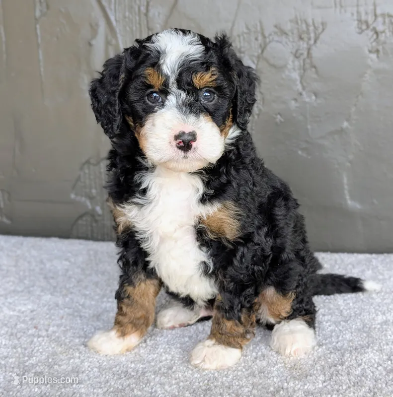 Charlie  – Miniature Bernedoodle puppy for sale in Sugarcreek, OH