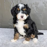 Charlie , a male Miniature Bernedoodle for sale in Sugarcreek, OH – 1 of 6