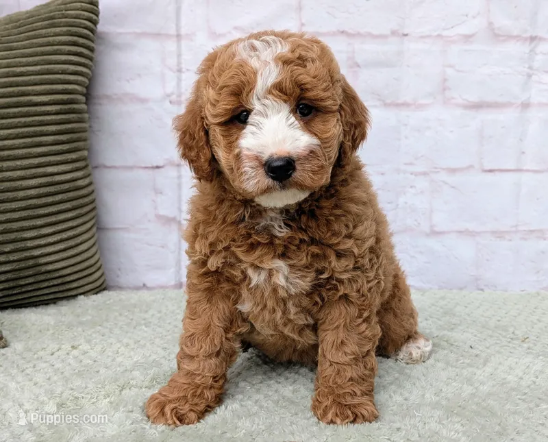 Bella  – Miniature Goldendoodle puppy for sale in Sugarcreek, OH