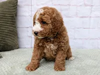 Bella , a female Miniature Goldendoodle for sale in Sugarcreek, OH – Photo 3 of 3