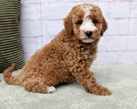 Bella , a female Miniature Goldendoodle for sale in Sugarcreek, OH – Photo 2 of 3