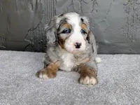 Ryder, a male Miniature Bernedoodle for sale in Sugarcreek, OH – 6 of 6