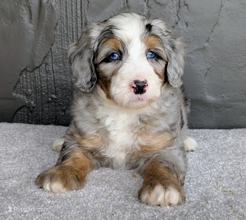 Ryder – Miniature Bernedoodle puppy for sale in Sugarcreek, OH