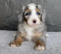 Ryder, a male Miniature Bernedoodle for sale in Sugarcreek, OH – 1 of 6