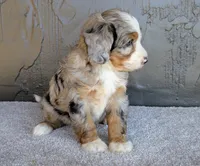 Milton, a male Miniature Bernedoodle for sale in Sugarcreek, OH – 5 of 5