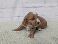 Jace, a male Miniature Goldendoodle for sale in Sugarcreek, OH – 2 of 3