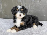 Charlie , a male Miniature Bernedoodle for sale in Sugarcreek, OH – 3 of 6
