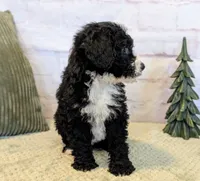 Jace, a male Miniature Bernedoodle for sale in Sugarcreek, OH – Photo 3 of 7