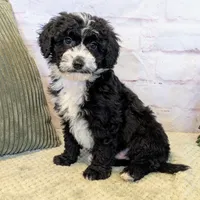 Jace, a male Miniature Bernedoodle for sale in Sugarcreek, OH – Photo 4 of 7