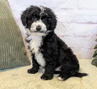 Jace, a male Miniature Bernedoodle for sale in Sugarcreek, OH – Photo 4 of 7