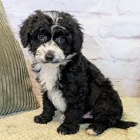 Jace, a male Miniature Bernedoodle for sale in Sugarcreek, OH – Photo 6 of 7