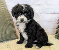 Jace, a male Miniature Bernedoodle for sale in Sugarcreek, OH – Photo 6 of 7