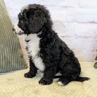 Jace, a male Miniature Bernedoodle for sale in Sugarcreek, OH – Photo 2 of 7