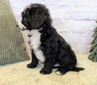 Jace, a male Miniature Bernedoodle for sale in Sugarcreek, OH – Photo 2 of 7