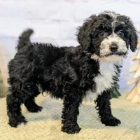 Jace, a male Miniature Bernedoodle for sale in Sugarcreek, OH – Photo 7 of 7