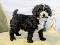 Jace, a male Miniature Bernedoodle for sale in Sugarcreek, OH – Photo 7 of 7