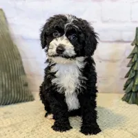 Jace, a male Miniature Bernedoodle for sale in Sugarcreek, OH – Photo 1 of 7