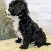 Jace, a male Miniature Bernedoodle for sale in Sugarcreek, OH – Photo 5 of 7