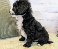 Jace, a male Miniature Bernedoodle for sale in Sugarcreek, OH – Photo 5 of 7