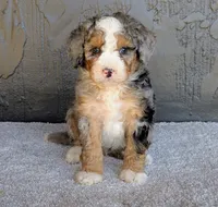 Pipa, a female Miniature Bernedoodle for sale in Sugarcreek, OH – 1 of 5