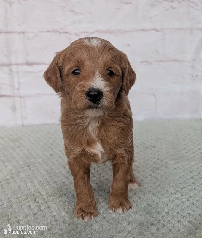 Jackson  – Miniature Goldendoodle puppy for sale in Sugarcreek, OH