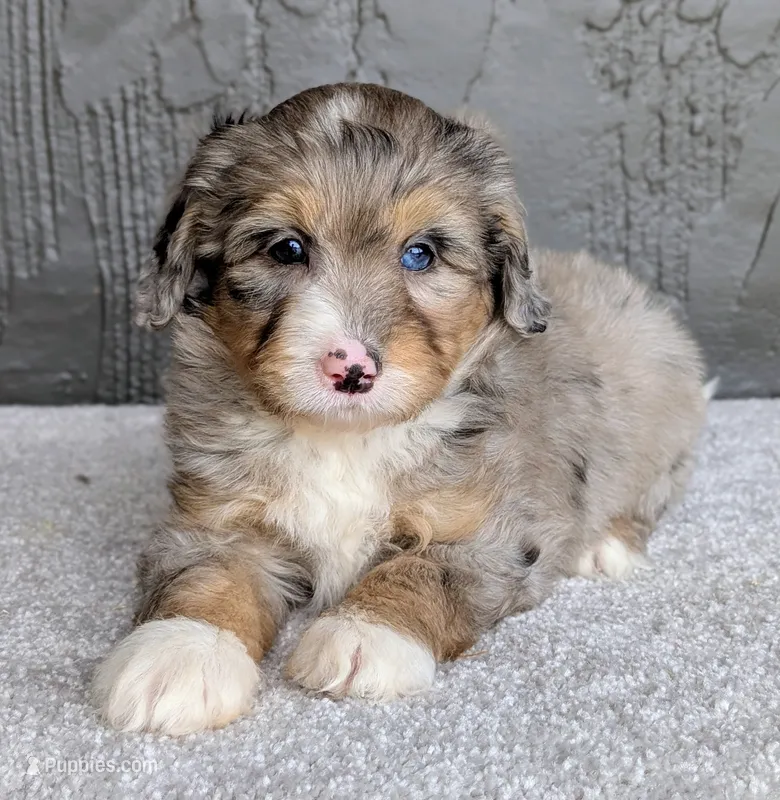 Jasper – Miniature Bernedoodle puppy for sale in Sugarcreek, OH