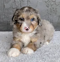 Jasper, a male Miniature Bernedoodle for sale in Sugarcreek, OH – 2 of 6