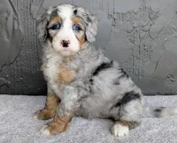 Ryder, a male Miniature Bernedoodle for sale in Sugarcreek, OH – 4 of 6