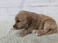 Louie, a male Miniature Goldendoodle for sale in Sugarcreek, OH – 3 of 3