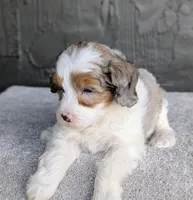 Starry, a female Miniature Bernedoodle for sale in Sugarcreek, OH – 5 of 6