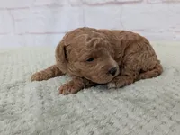 Bently , a male Miniature Goldendoodle for sale in Sugarcreek, OH – 1 of 3