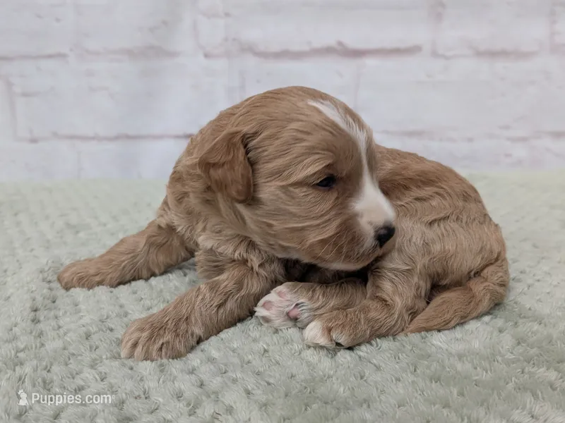Louie – Miniature Goldendoodle puppy for sale in Sugarcreek, OH