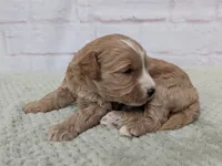Louie, a male Miniature Goldendoodle for sale in Sugarcreek, OH – 1 of 3