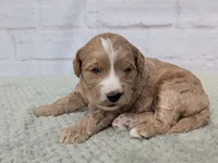 Louie, a male Miniature Goldendoodle for sale in Sugarcreek, OH – 2 of 3