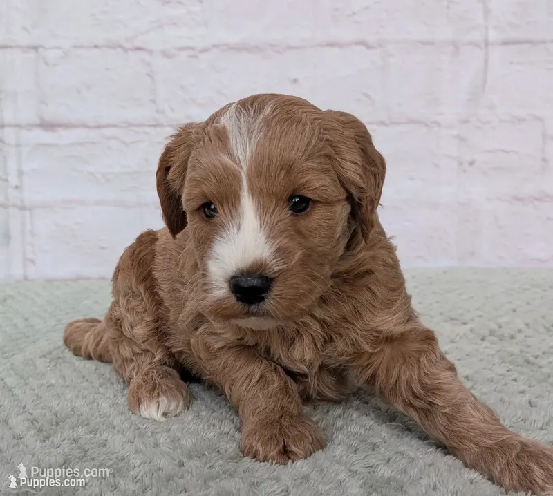 Louie – Miniature Goldendoodle puppy for sale in Sugarcreek, OH