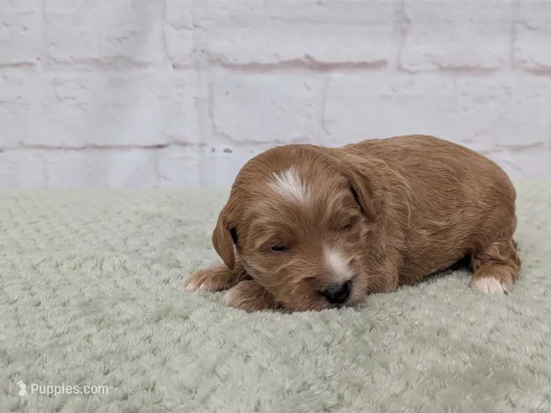 Jackson  – Miniature Goldendoodle puppy for sale in Sugarcreek, OH