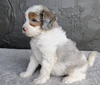 Starry, a female Miniature Bernedoodle for sale in Sugarcreek, OH – 3 of 6