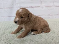 Jackson , a male Miniature Goldendoodle for sale in Sugarcreek, OH – 2 of 2