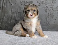 Jasper, a male Miniature Bernedoodle for sale in Sugarcreek, OH – 6 of 6