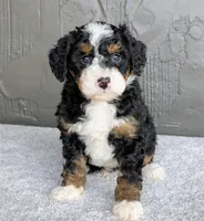 Charlie , a male Miniature Bernedoodle for sale in Sugarcreek, OH – 2 of 6