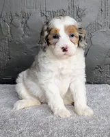 Starry, a female Miniature Bernedoodle for sale in Sugarcreek, OH – 4 of 6