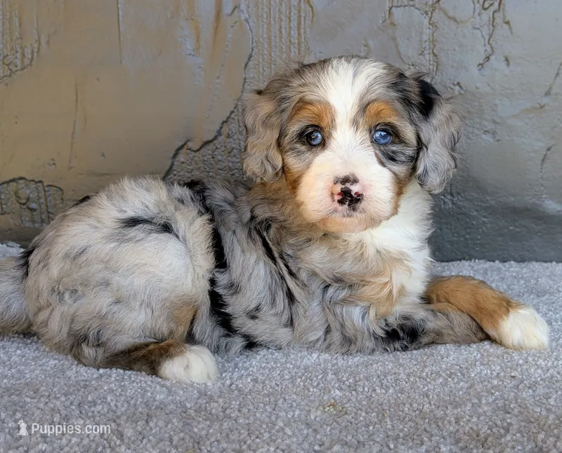 Milton – Miniature Bernedoodle puppy for sale in Sugarcreek, OH