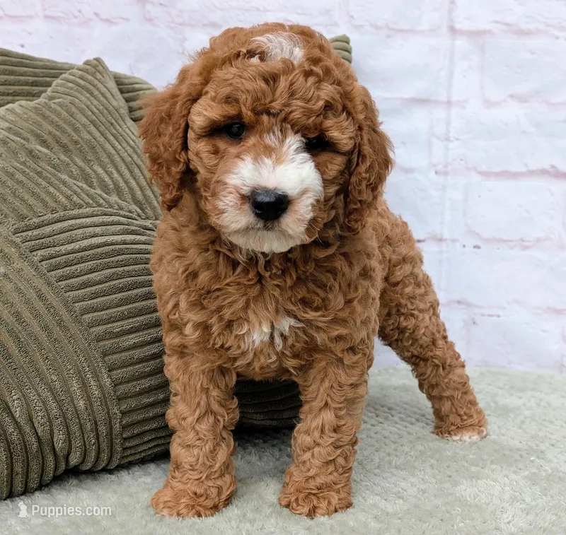 Tika – Miniature Goldendoodle puppy for sale in Sugarcreek, OH