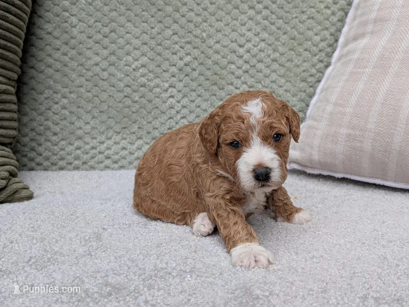 Tika – Miniature Goldendoodle puppy for sale in Sugarcreek, OH