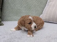 Tika, a female Miniature Goldendoodle for sale in Sugarcreek, OH – Photo 2 of 3