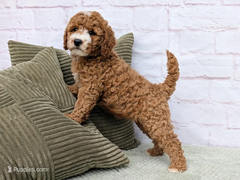Tika – Miniature Goldendoodle puppy for sale in Sugarcreek, OH