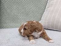 Tika, a female Miniature Goldendoodle for sale in Sugarcreek, OH – Photo 3 of 3