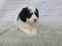 Ceaser, a male Miniature Bernedoodle for sale in Sugarcreek, OH – 3 of 3