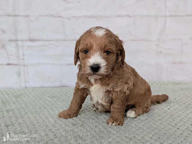 Jace – Miniature Goldendoodle puppy for sale in Sugarcreek, OH