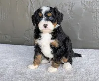 Charlie , a male Miniature Bernedoodle for sale in Sugarcreek, OH – 4 of 6